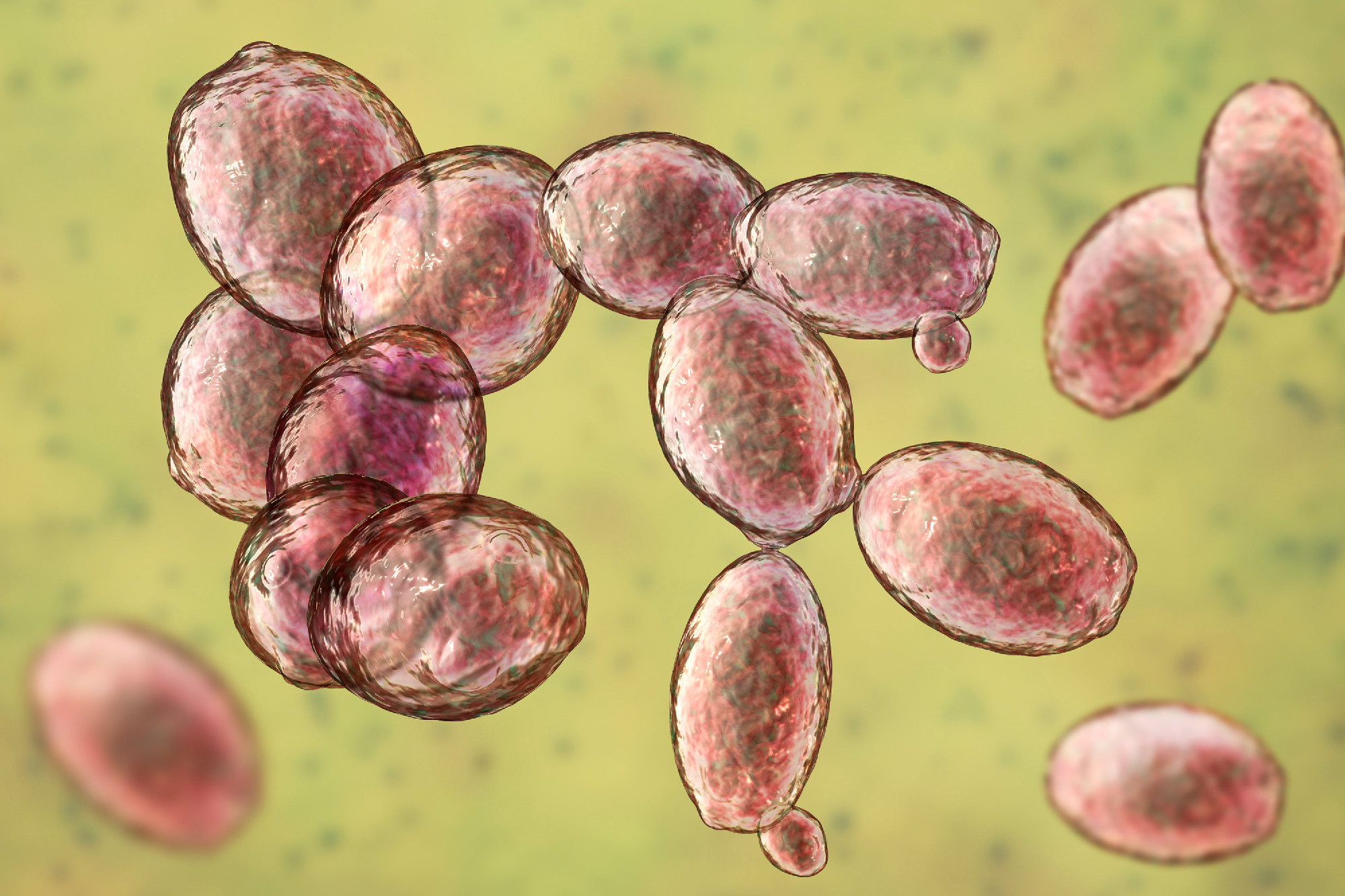 Saccharomyces cerevisiae yeast
