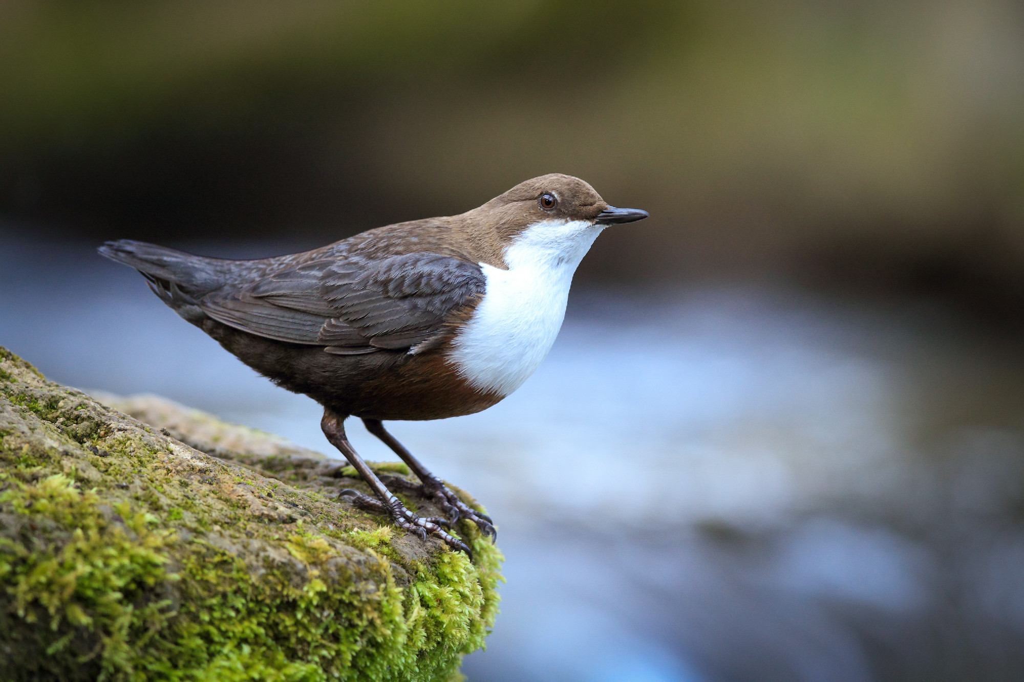 White-Throated Dipper, Germany 