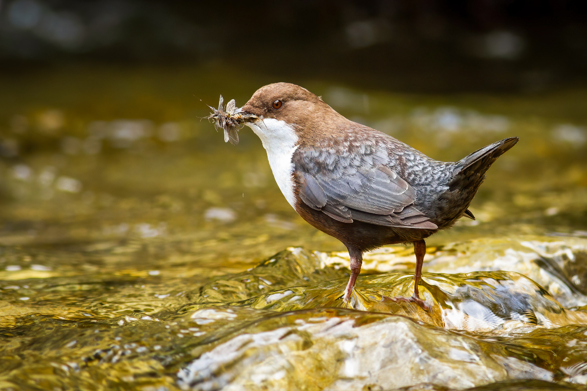 Small white-throated dipper standing in flowing water.