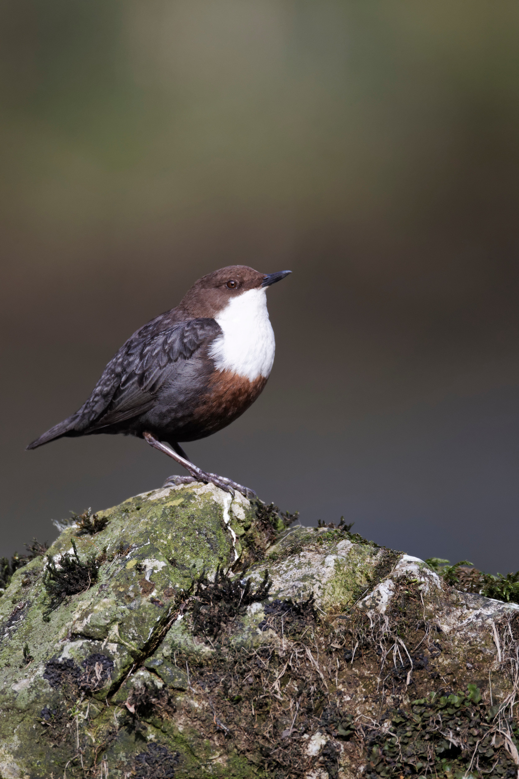 Magyarország madarai: a vízirigó