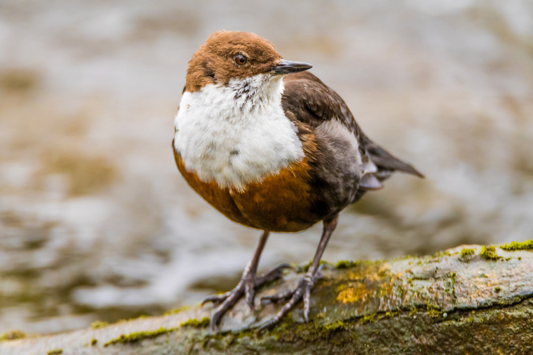 Magyarország madarai: a vízirigó