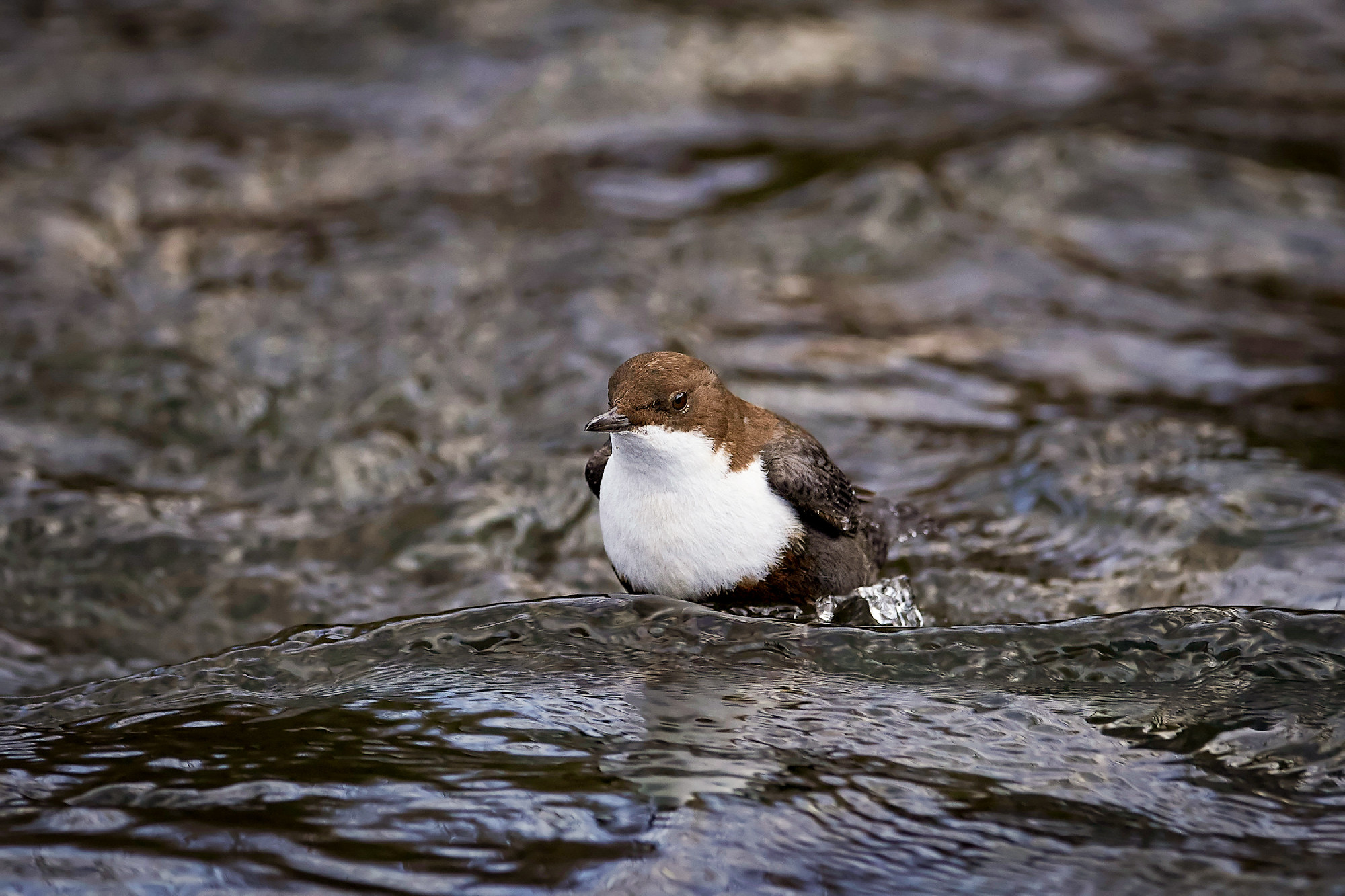 White-throated dipper (Cinclus cinclus)