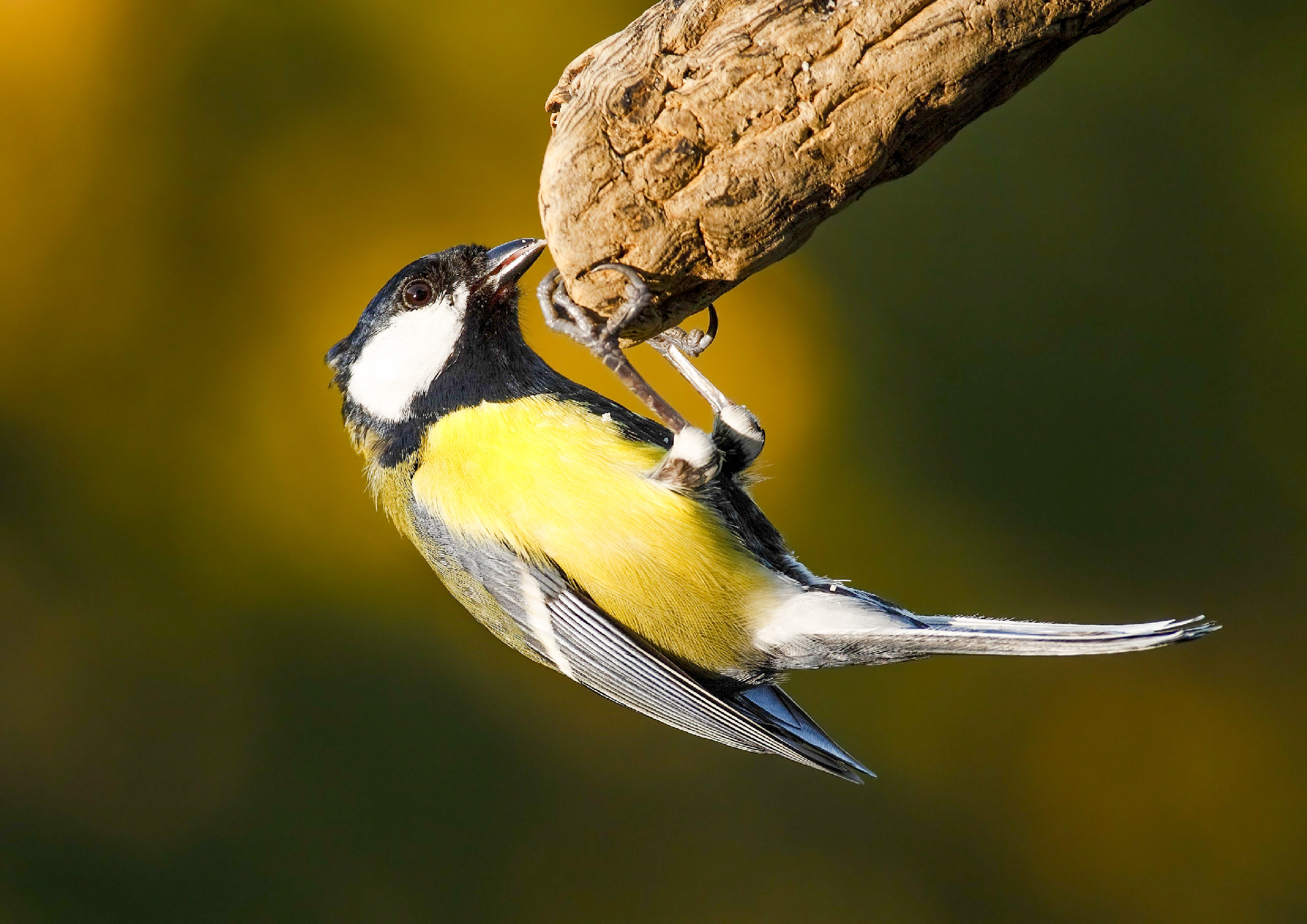 Magyarország madarai: a széncinege