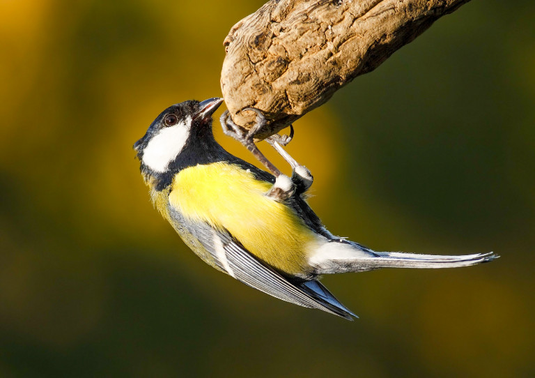 Magyarország madarai: a széncinege