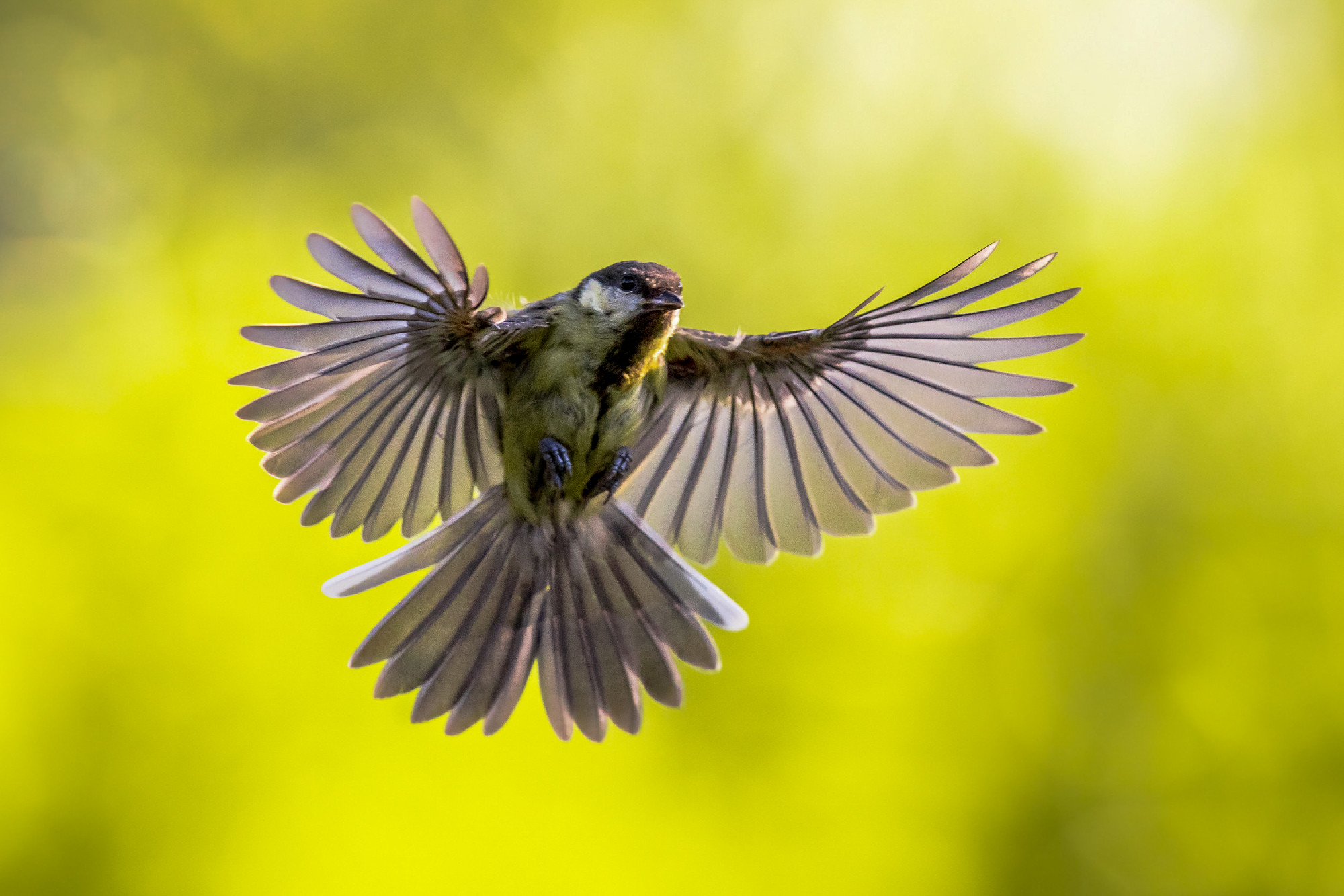 Bird in flight on bright green background crop