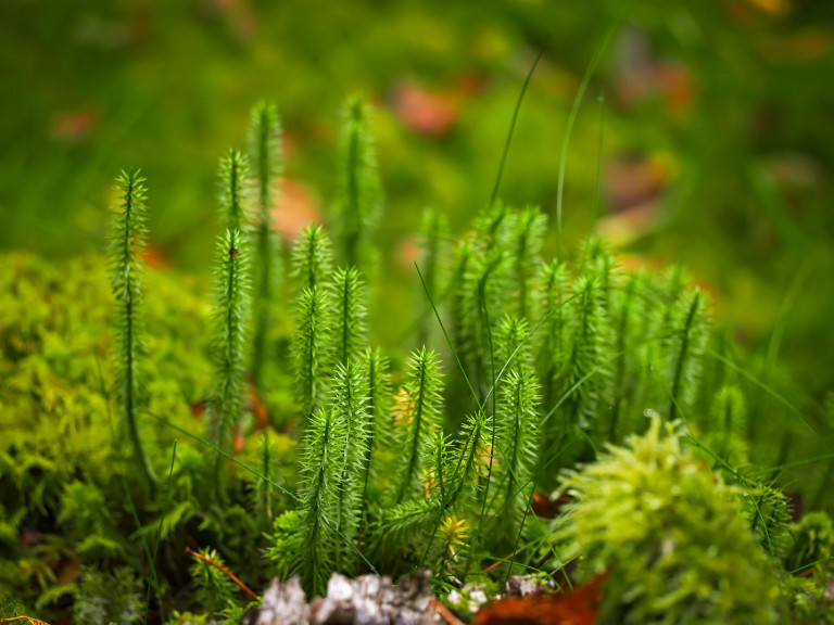 Védett növények: a részegkorpafű
