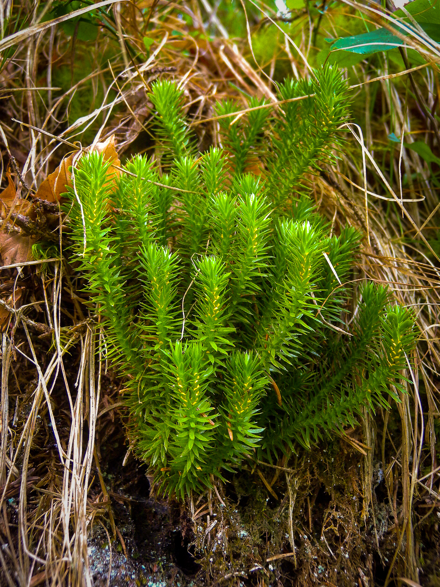 Védett növények: a részegkorpafű