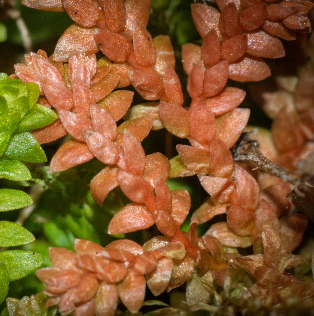 Védett növények: a hegyi csipkeharaszt