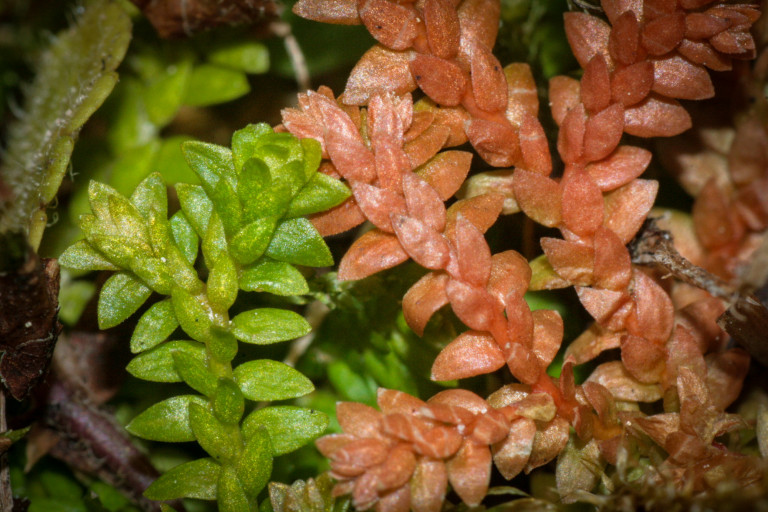 Védett növények: a hegyi csipkeharaszt