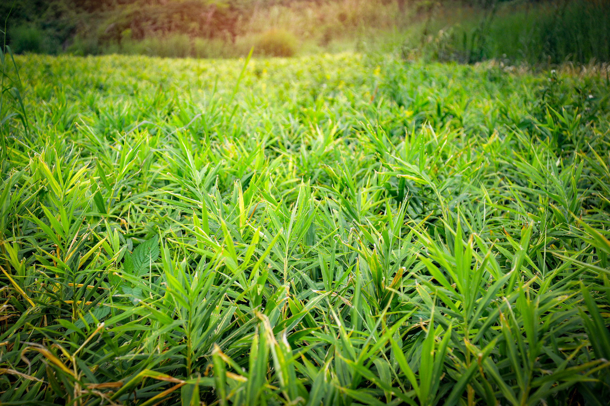 ginger plant tree fresh ginger root plant crop on agricultural a