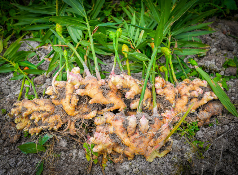 Gyömbértermesztés odahaza: miért és hogyan?