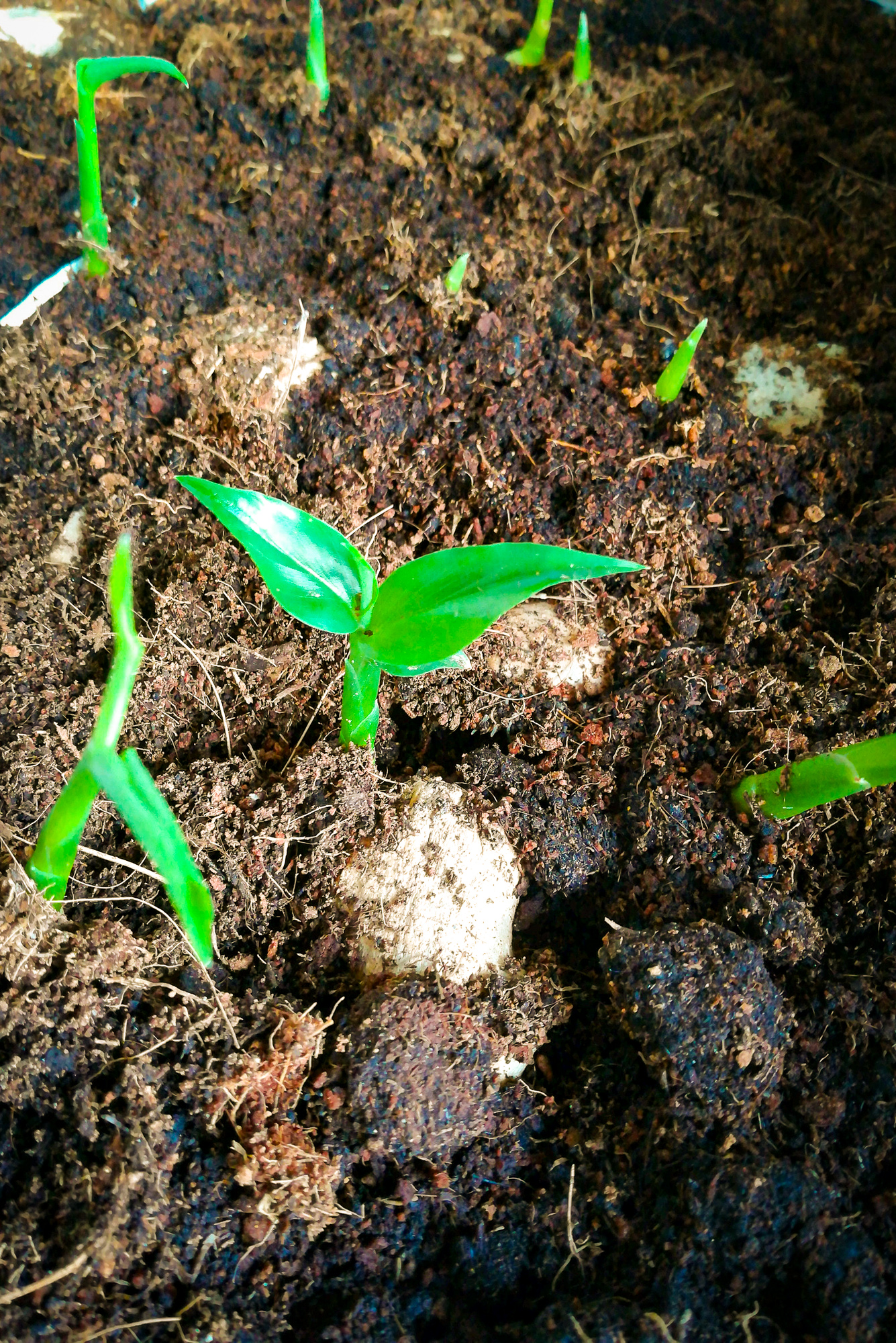 Gyömbértermesztés odahaza: miért és hogyan?