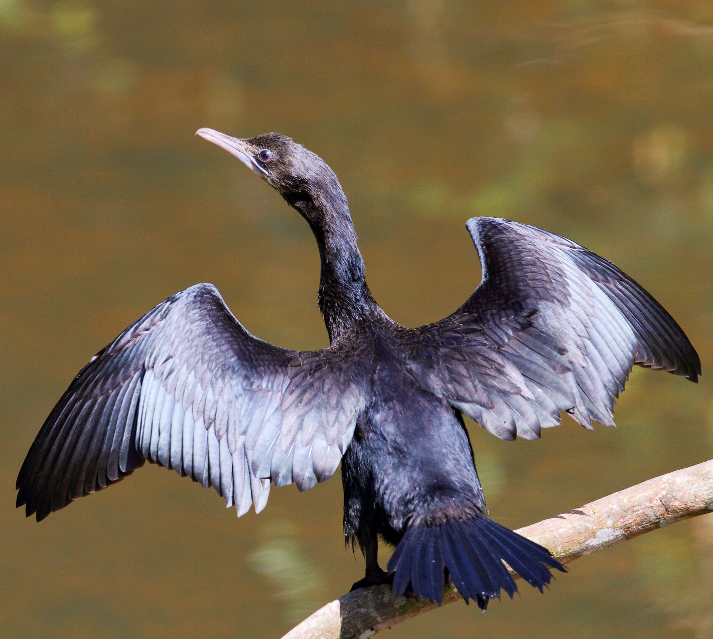 Magyarország madarai: a kis kárókatona