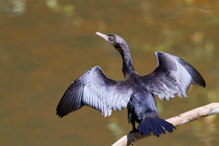 Magyarország madarai: a kis kárókatona