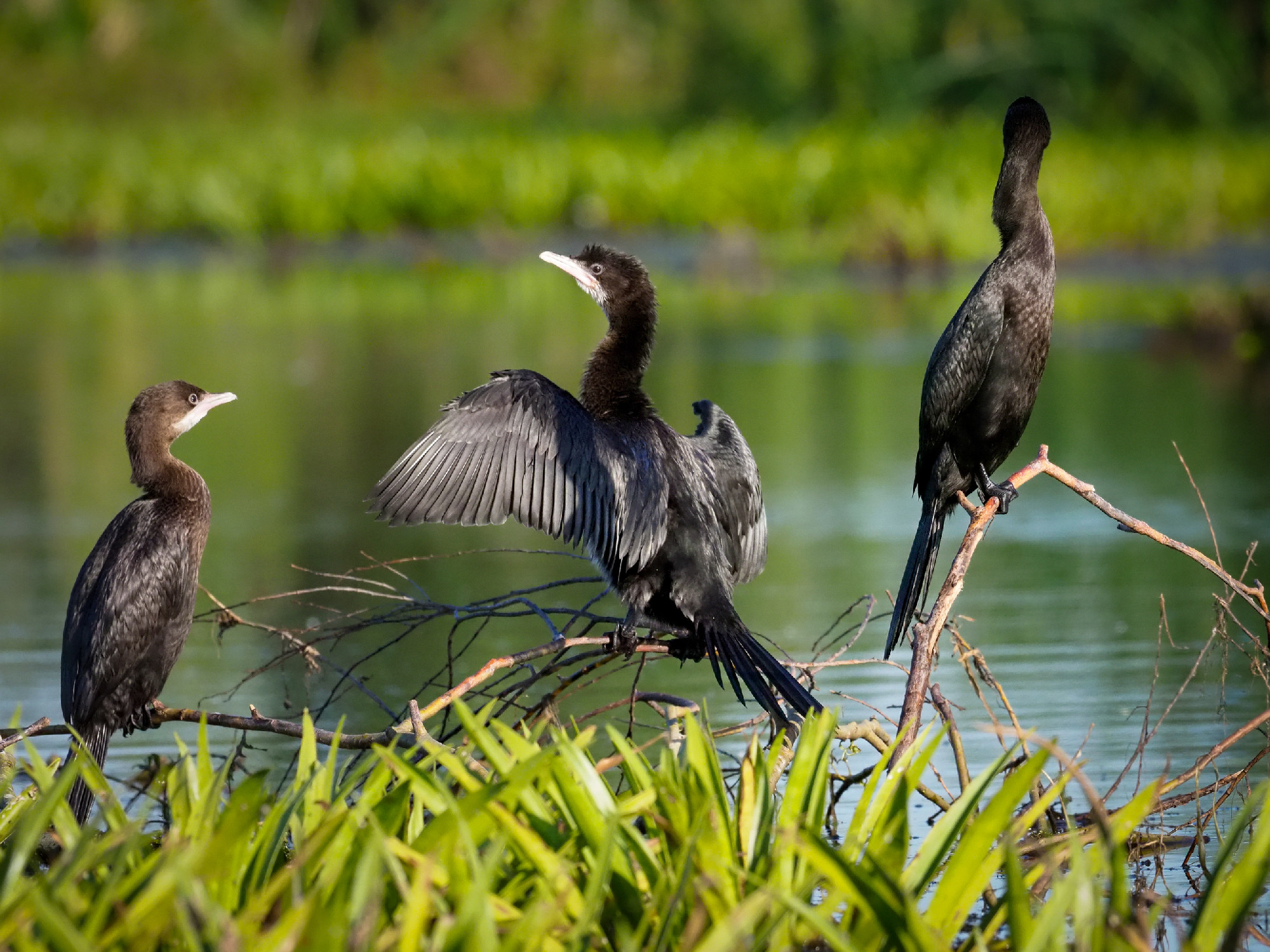 Pygmy cormorant, Phalacrocorax pygmeus