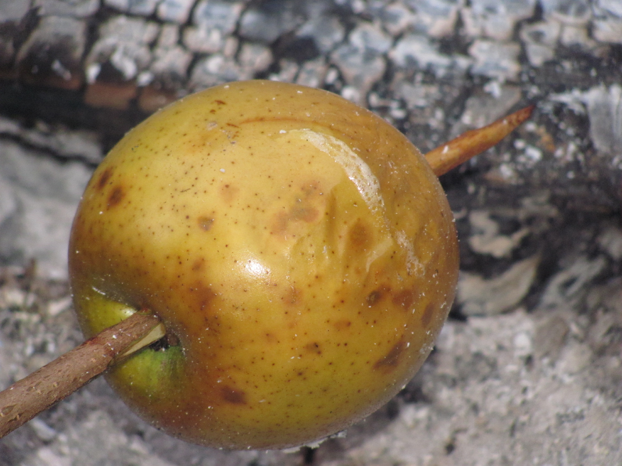 Sült almák téli rejtélye