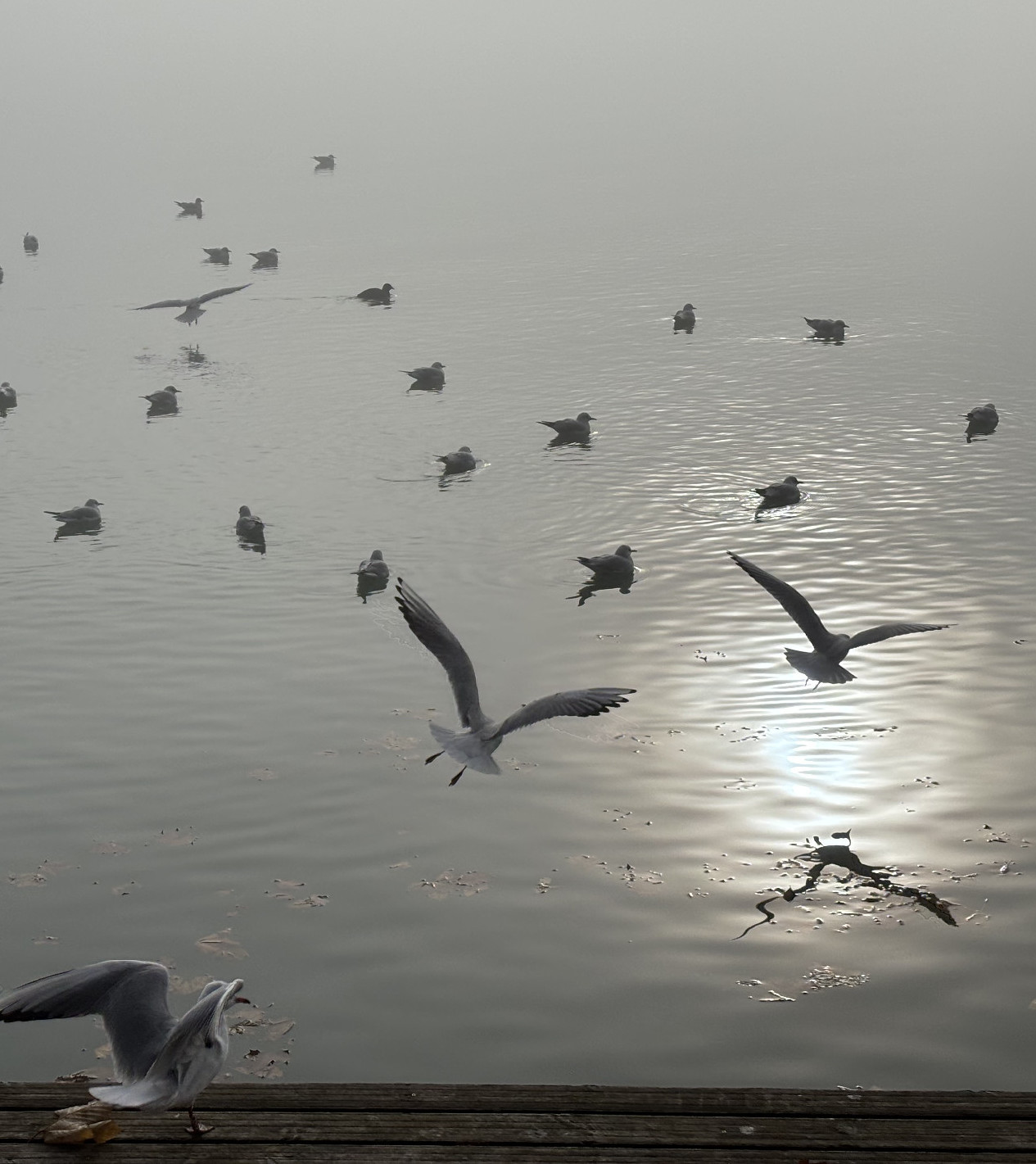 Advent a Balaton partján