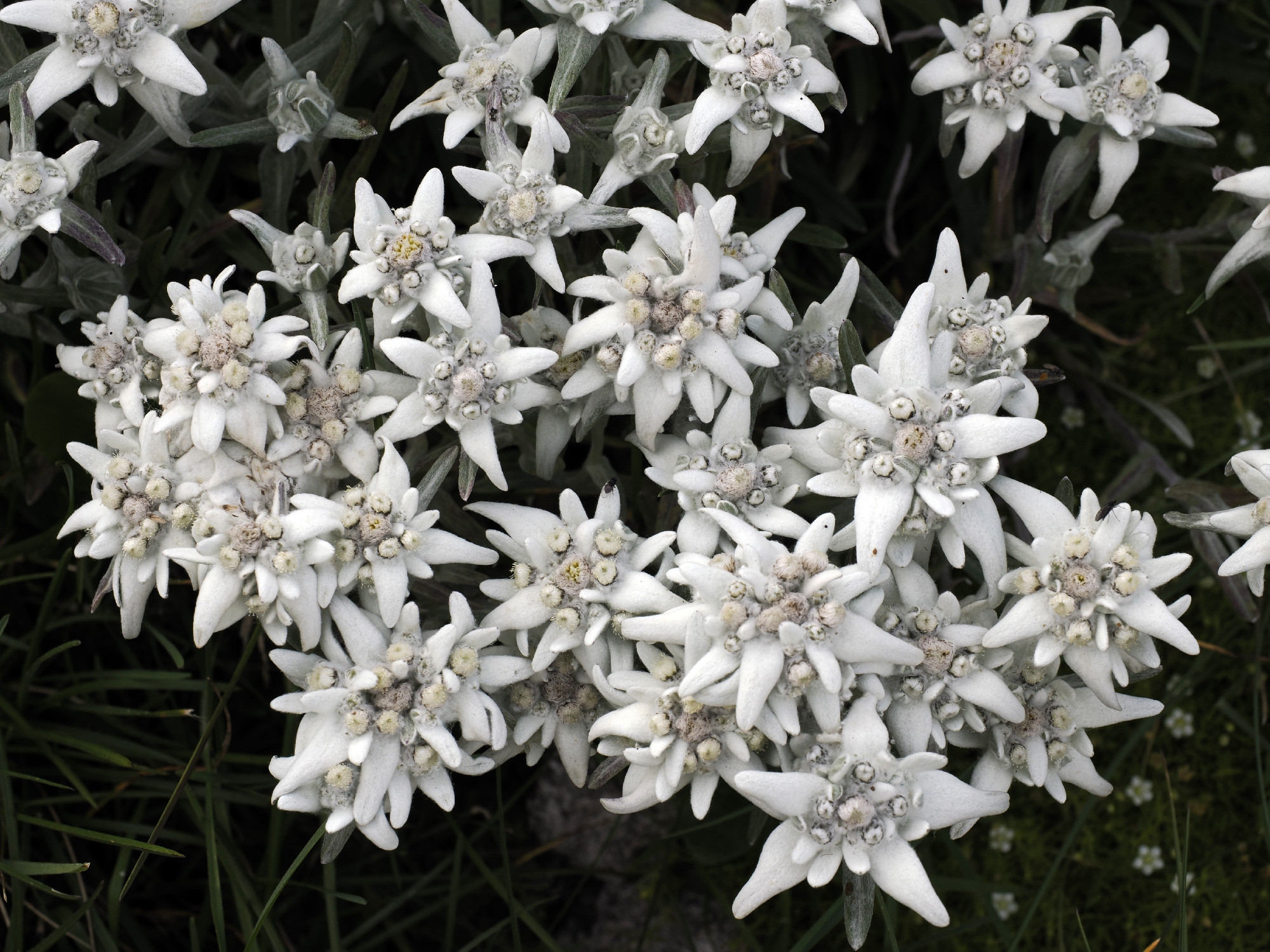 edelweiss alpine star flower in dolomites