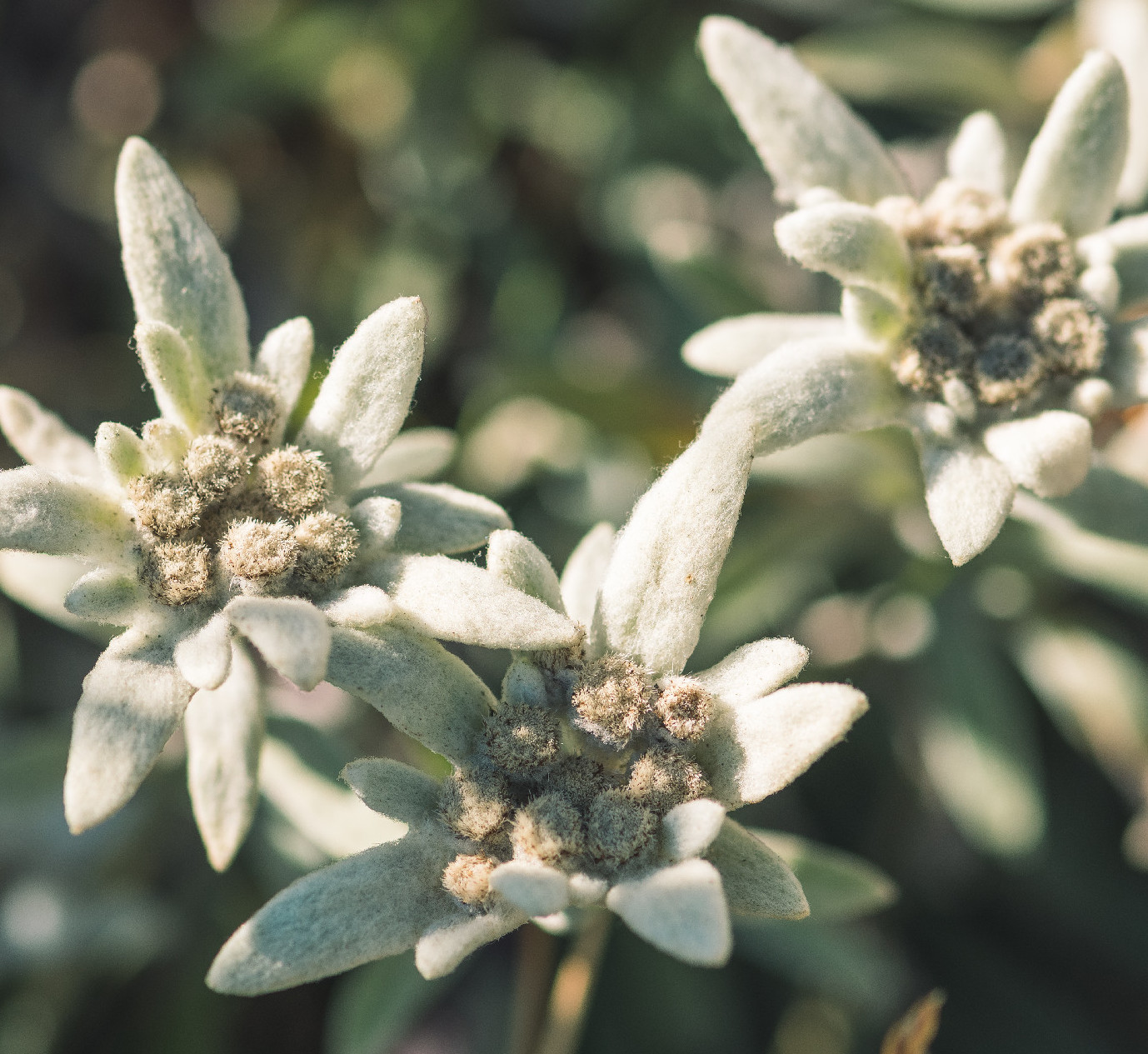 A szerelem, a tisztaság és a bátorság virága