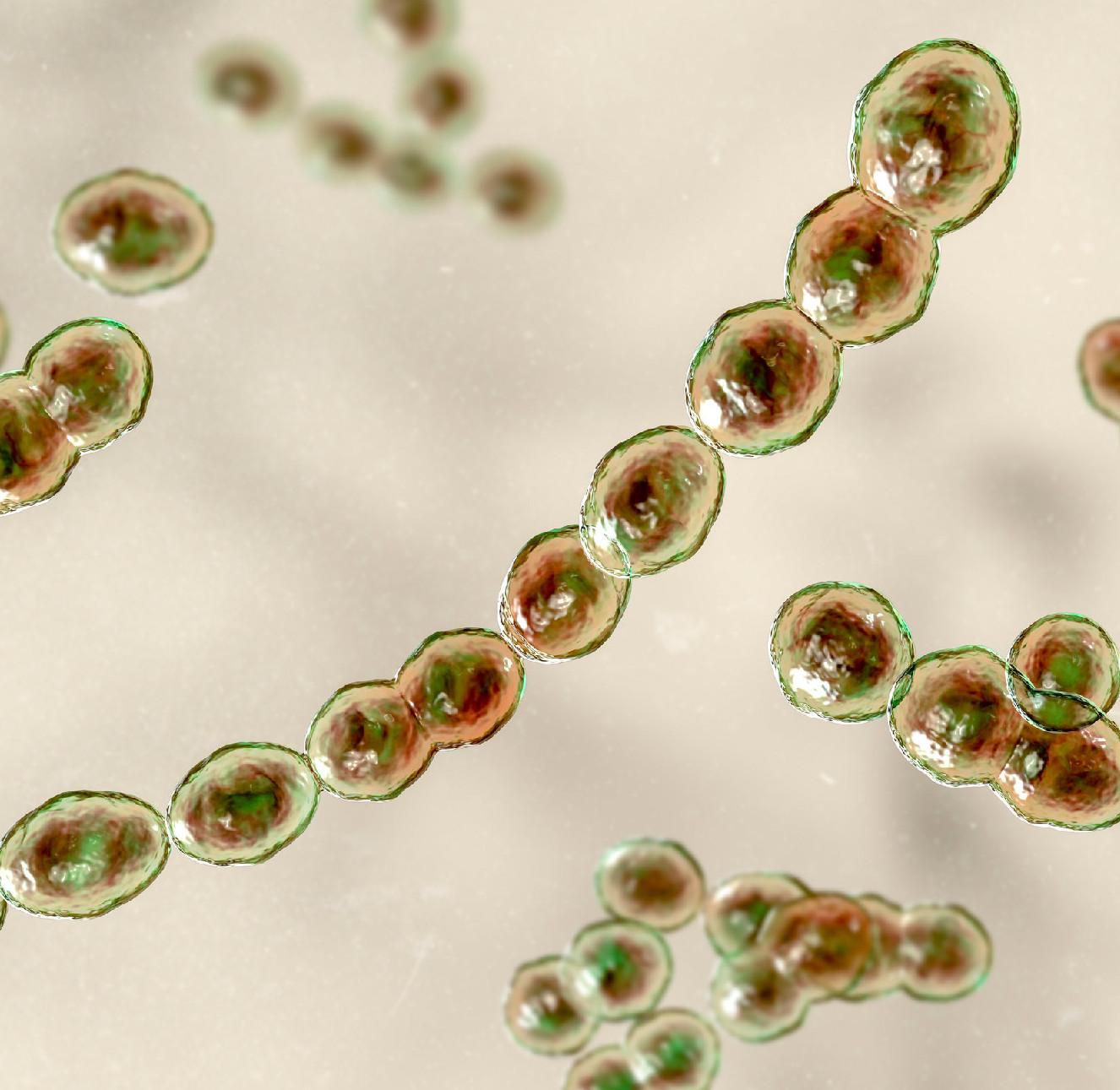 A baktériumok világa