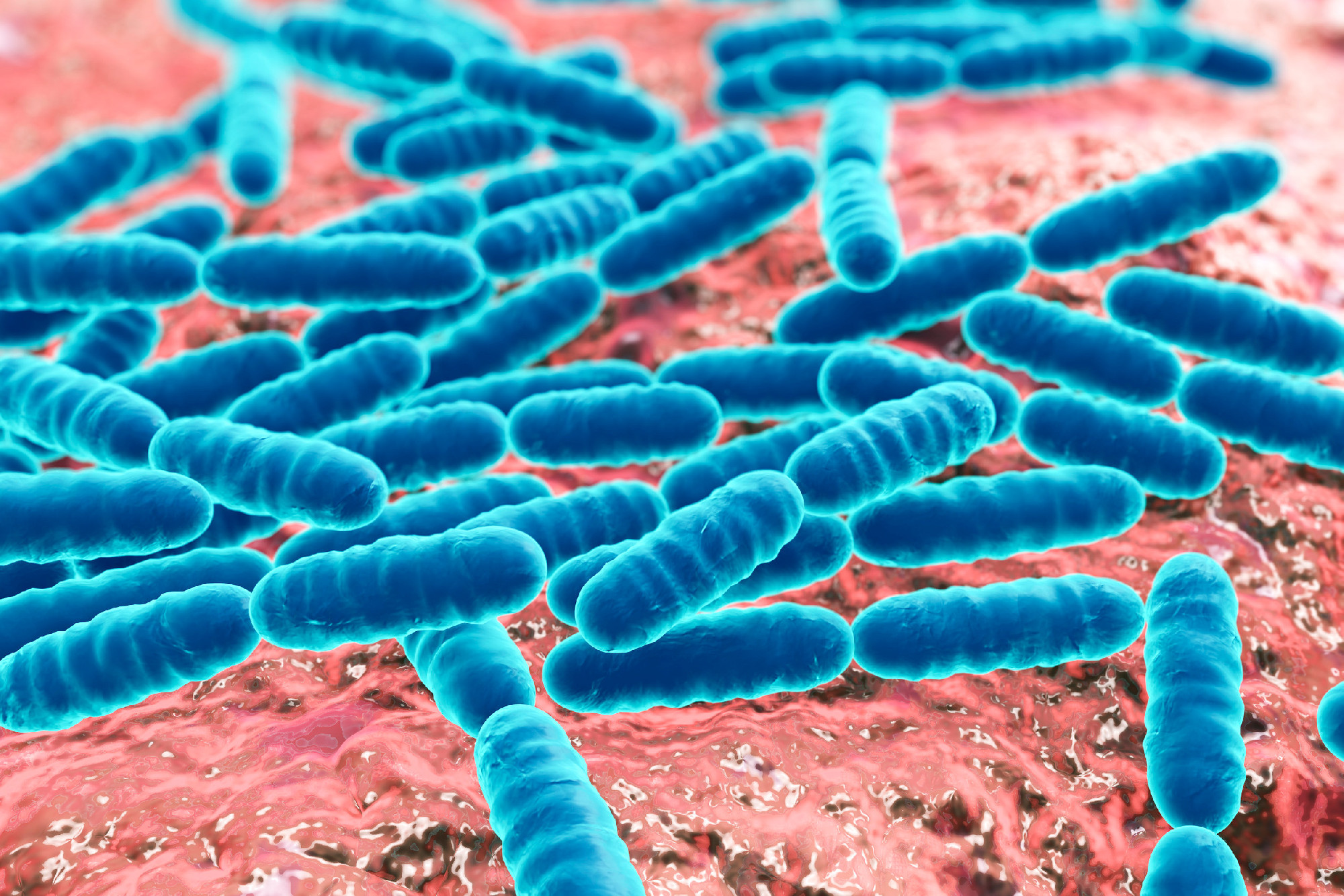 Probiotic bacteria Lactobacillus