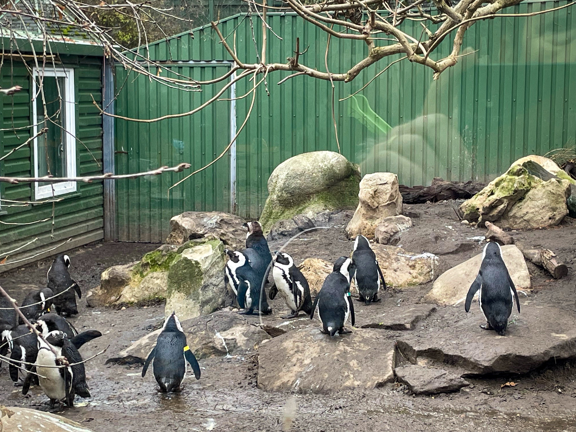 Pingvinséta a százszorszépes mezőn
