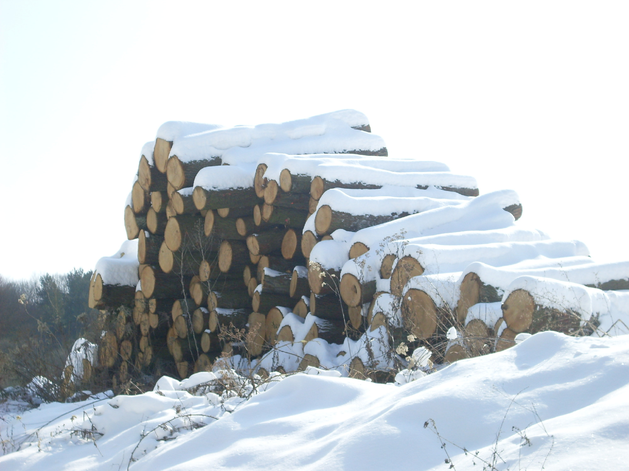 Merülj el a Téli berek havas világában!