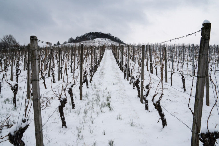 Szent Vince és a vincevessző története 