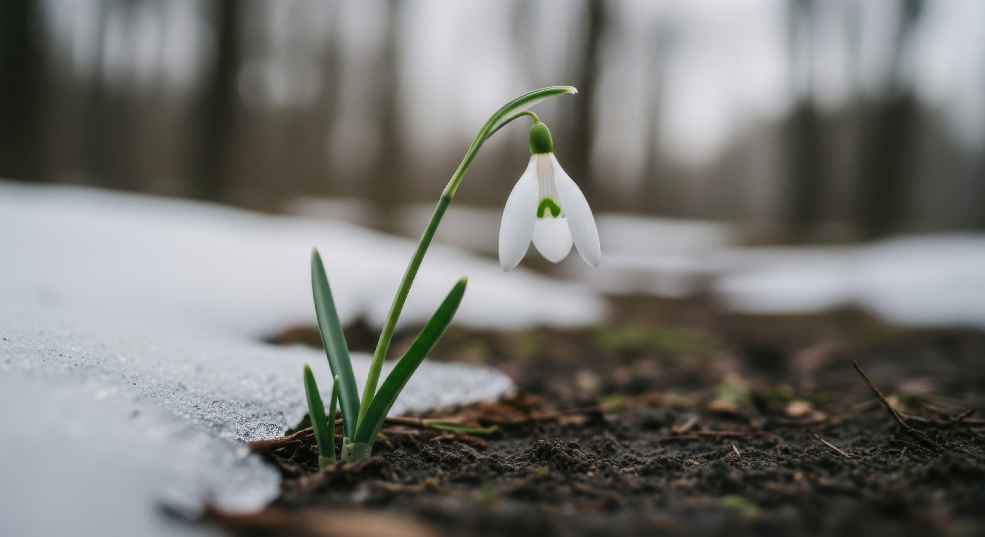 Solitary white snowdrop flower with green stem emerging from mel
