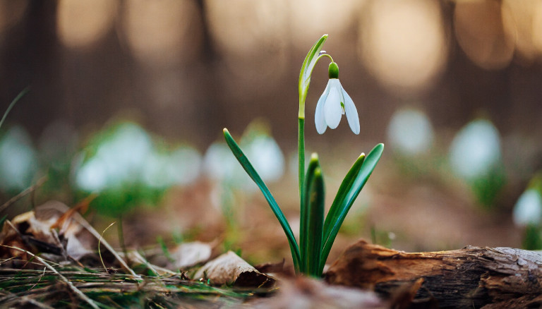 Hóvirág: egykor kozmetikum, ma védett természeti érték