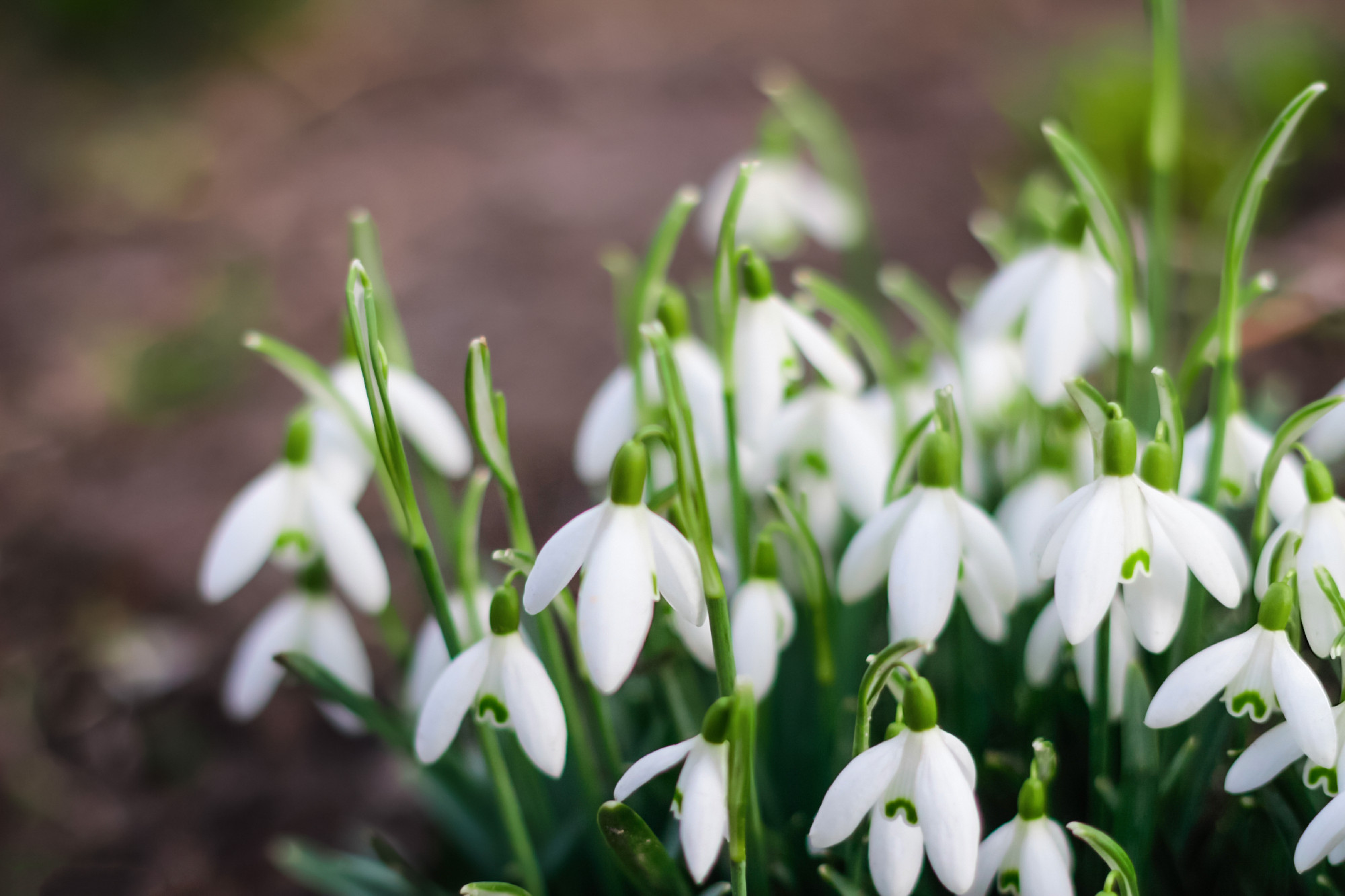 Spring flowers. Snowdrop spring flowers in a clearing in the forest. Snowdrop, symbol of spring. Galanthus, Galanthus nivalis. Close-up. Selective focus