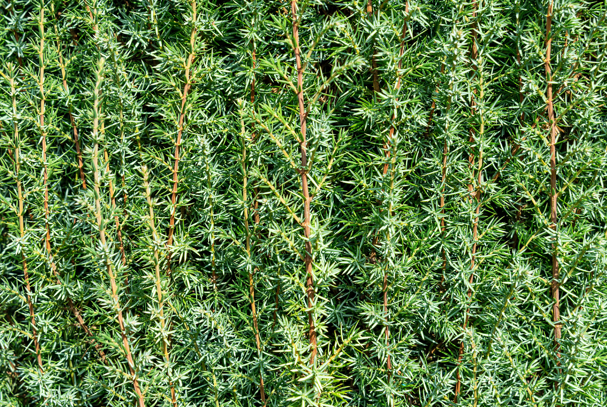 Background of green cypress needles