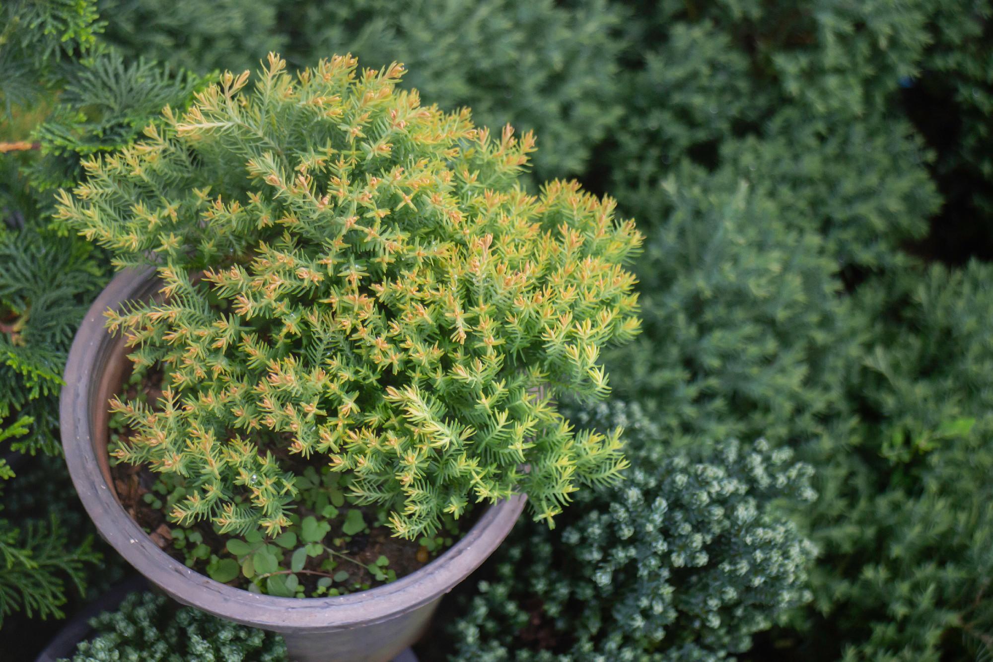 Green summer plant in outdoors market