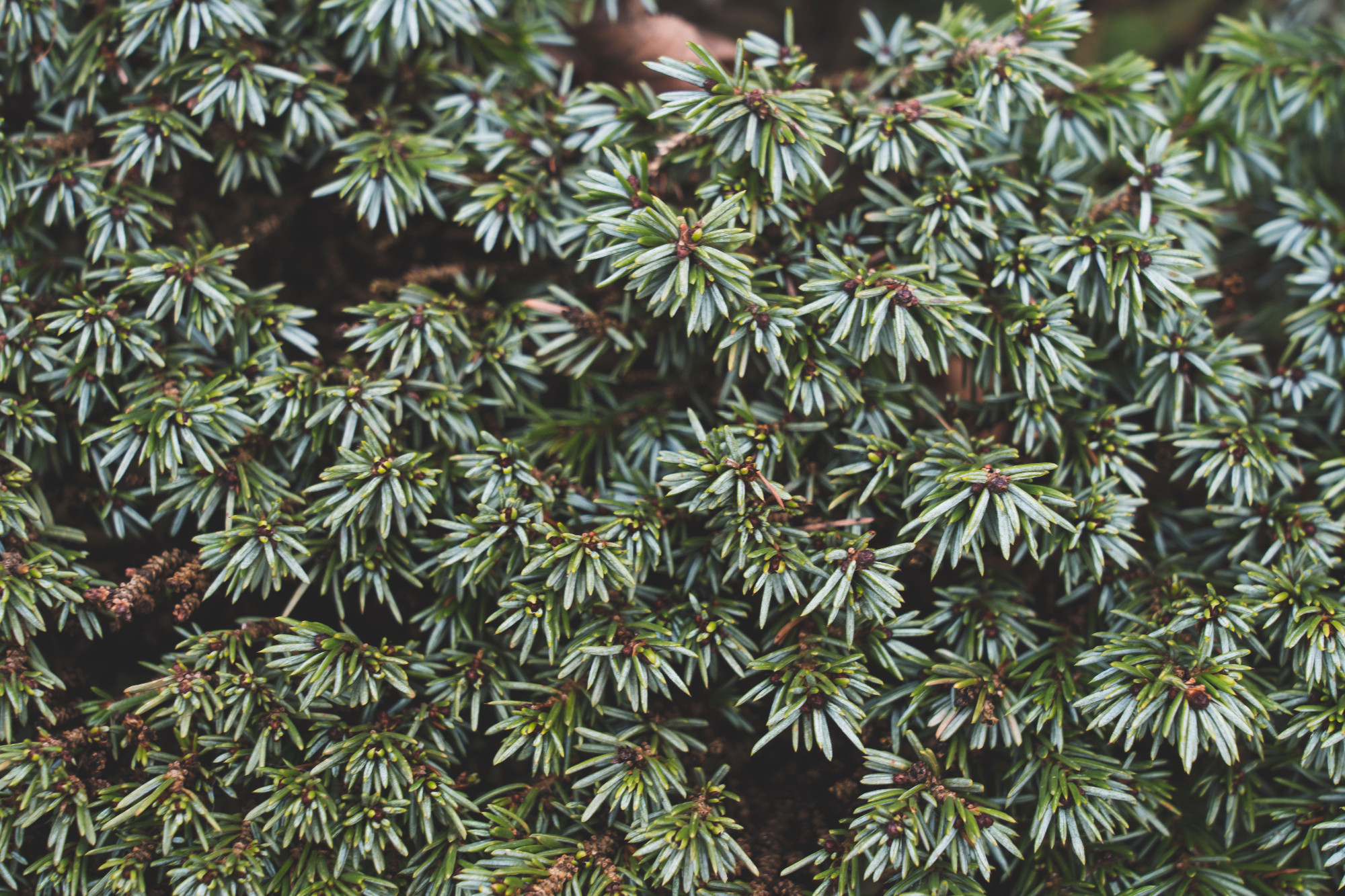coniferous branches texture, selective focus