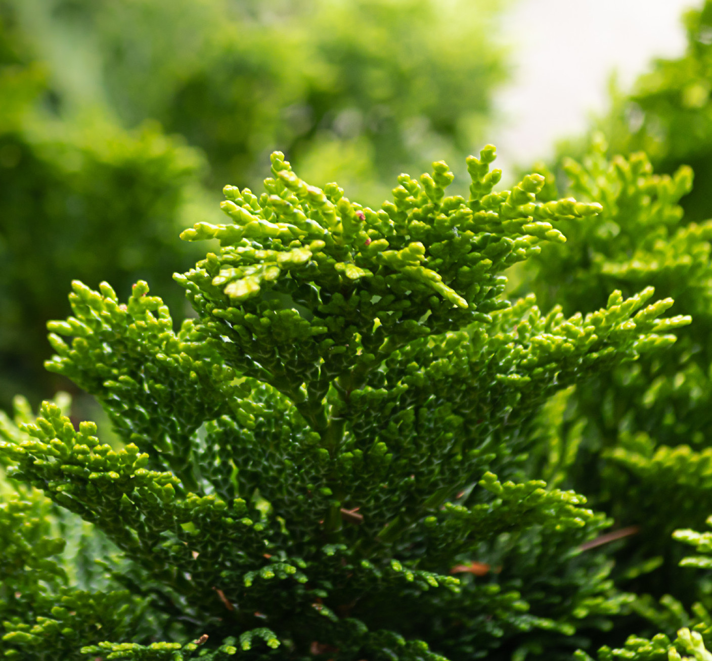 Kedvenc téli örökzöldjeink