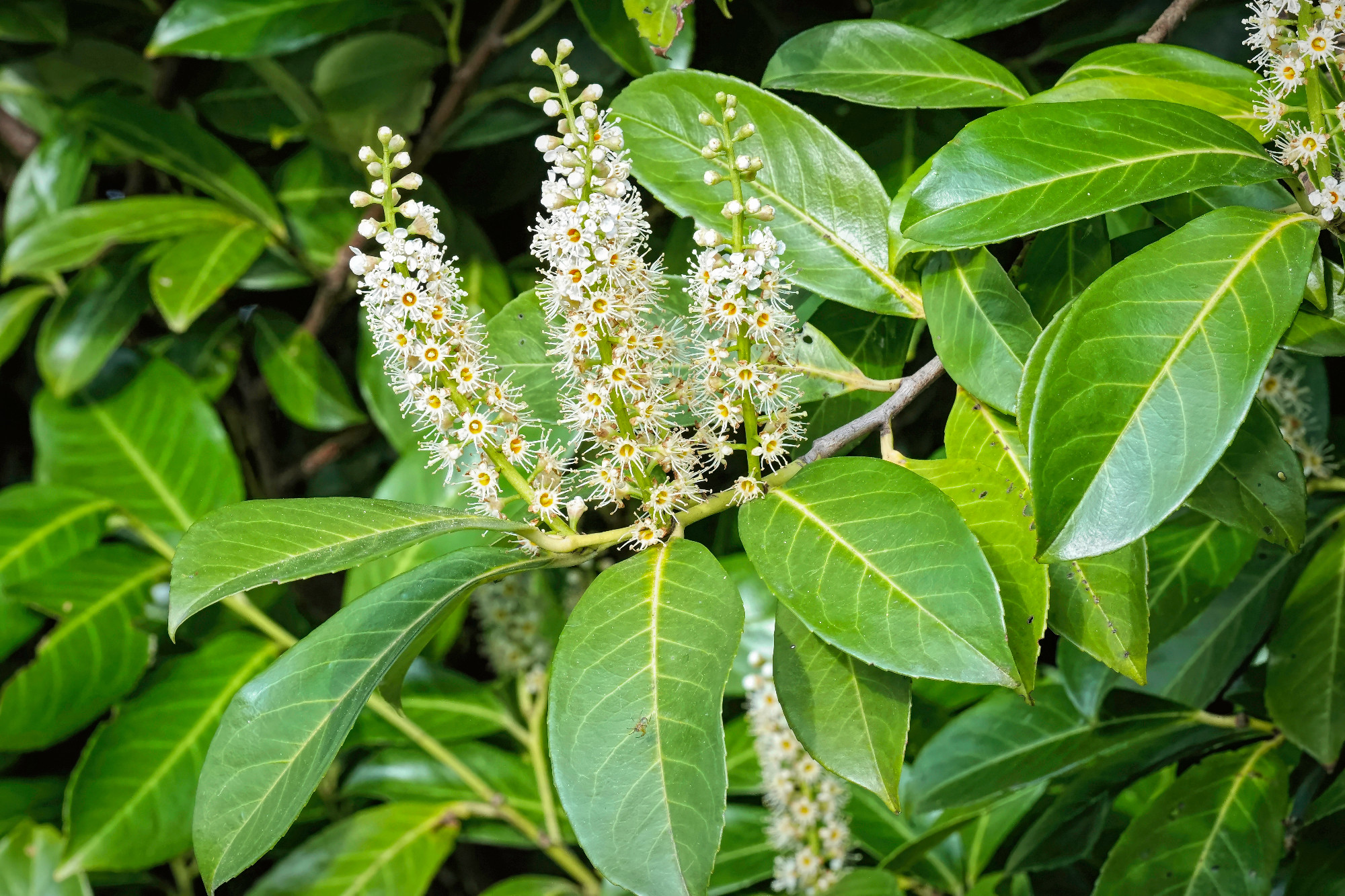 Closeup on a white blossoming evergreen Common laurel shrub, Prunus laurocerasus