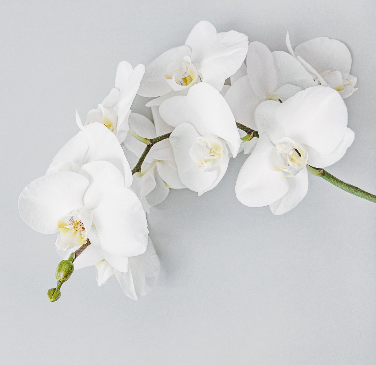 Világos, tiszta, ártatlan, elegáns és időtlen: a fehér szín jelentése