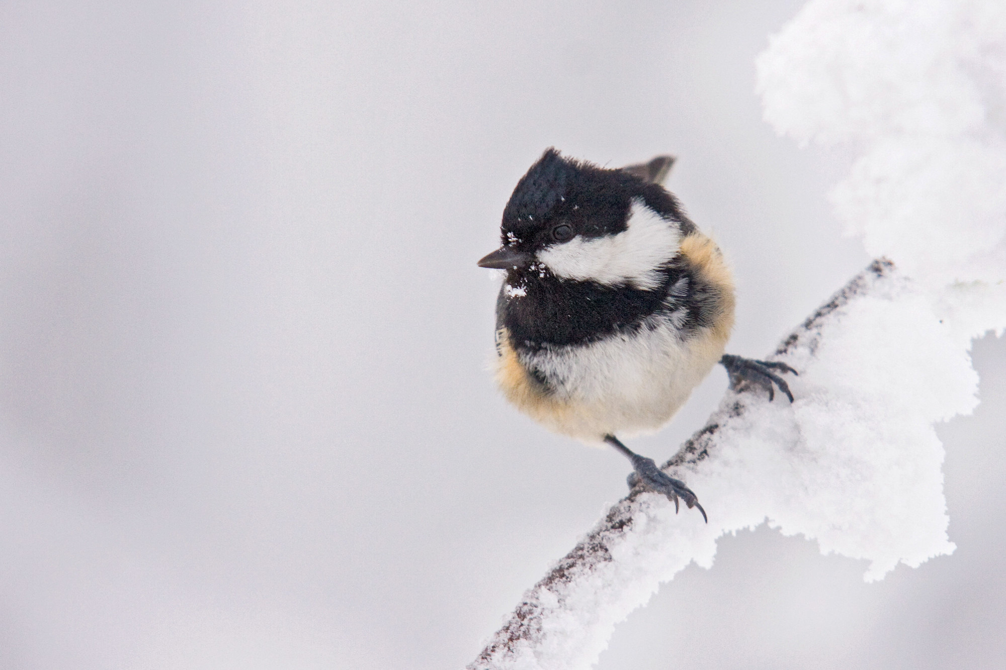 Magyarország madarai: meglepően sokszínű világ vesz körül minket