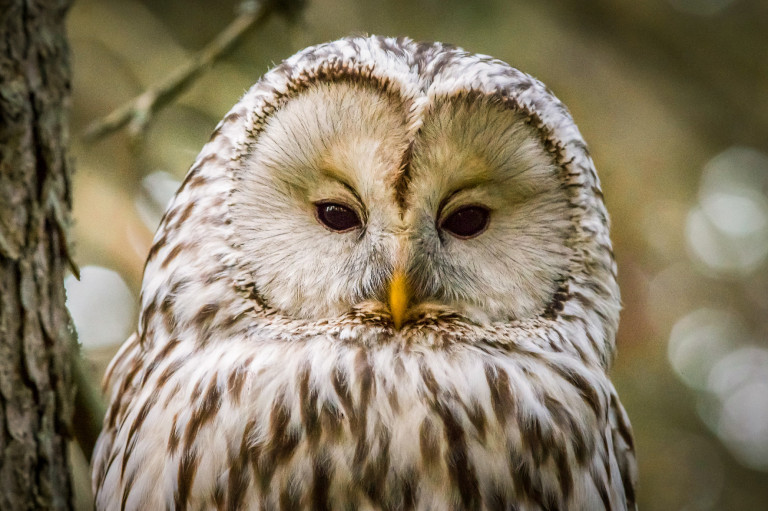 Élővilágunk megismerése és védelme