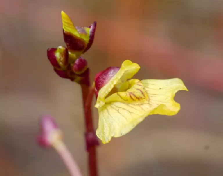 Mennyire ismered védett növényeinket? 