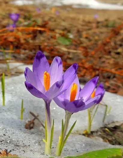 Élővilágunk megismerése és védelme