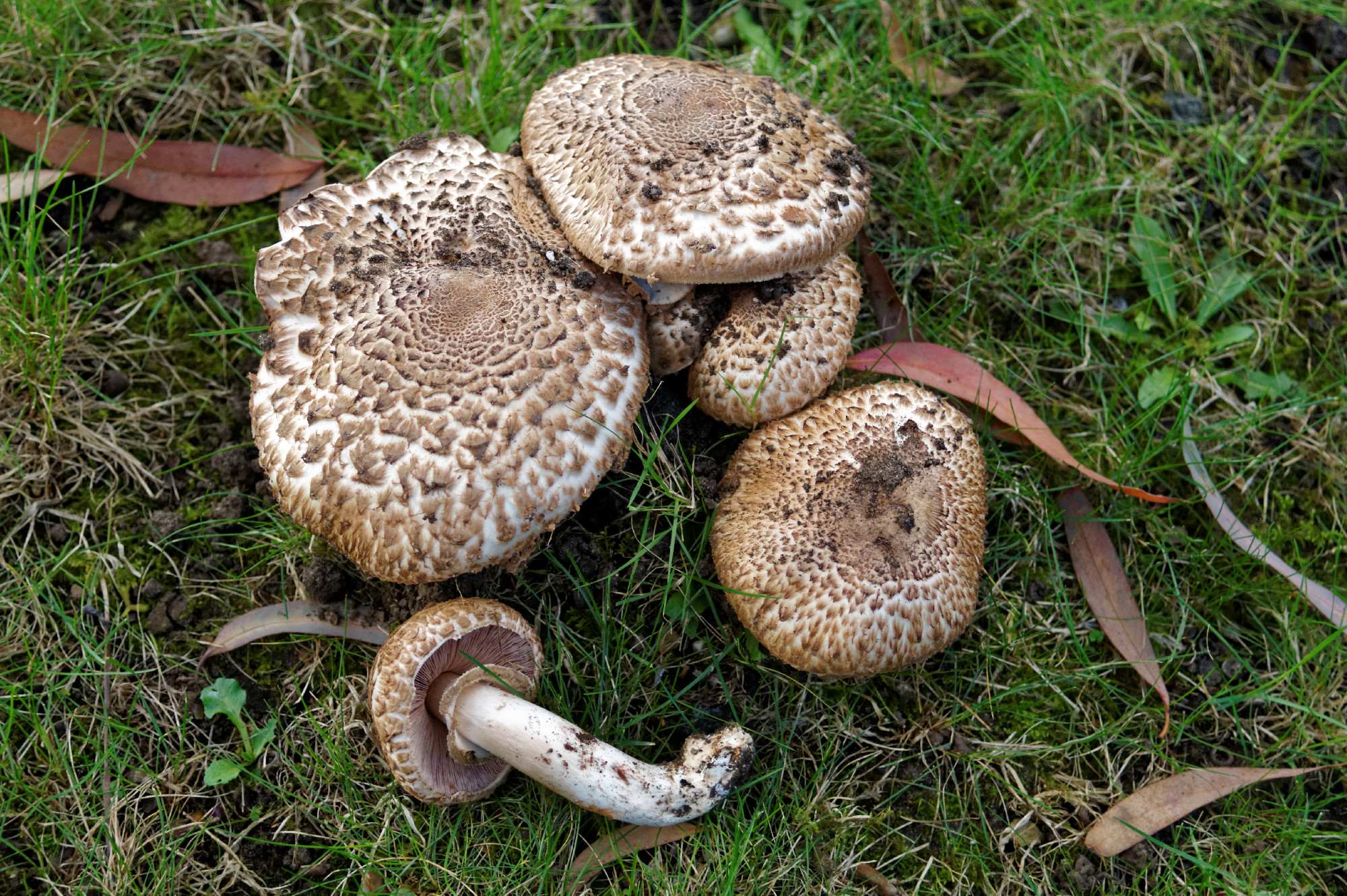 A 2026-os év gombája a csoportos csiperke 