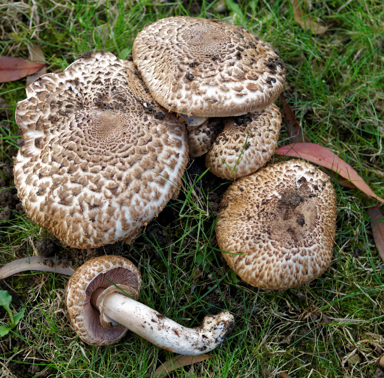 A 2026-os év gombája a csoportos csiperke 