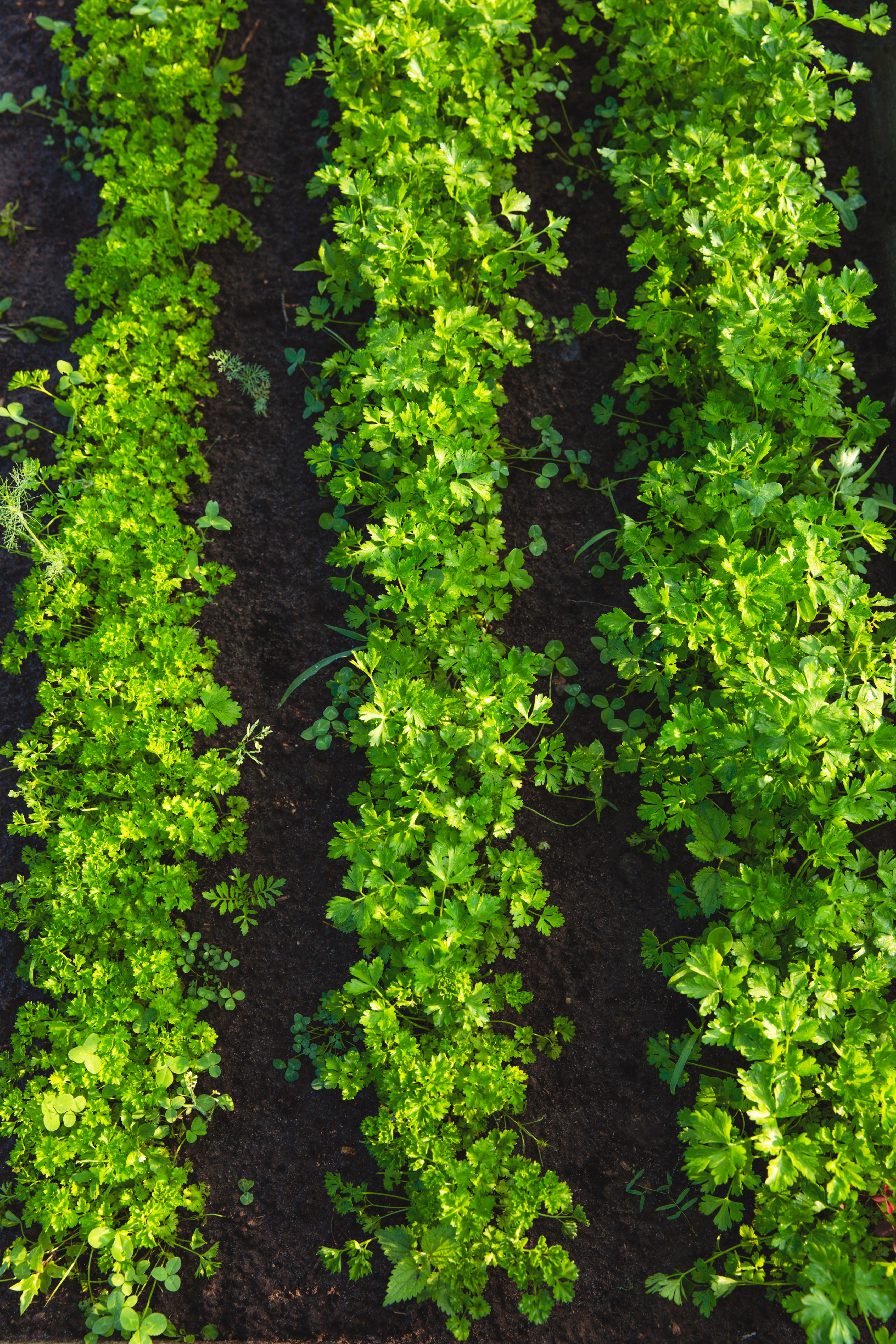 Green parsley bushes grow in the garden in three rows.