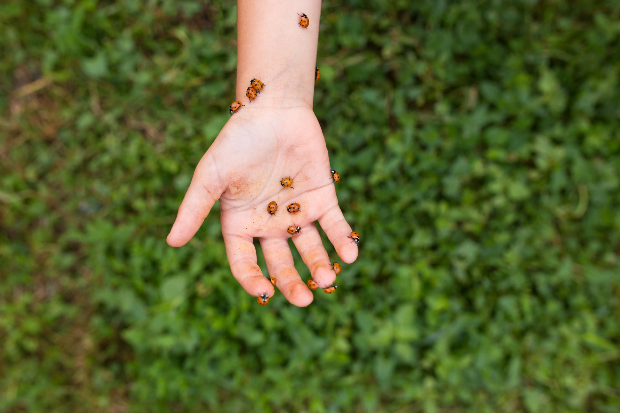 Hand with lady bugs. Using antomophages in agriculture.