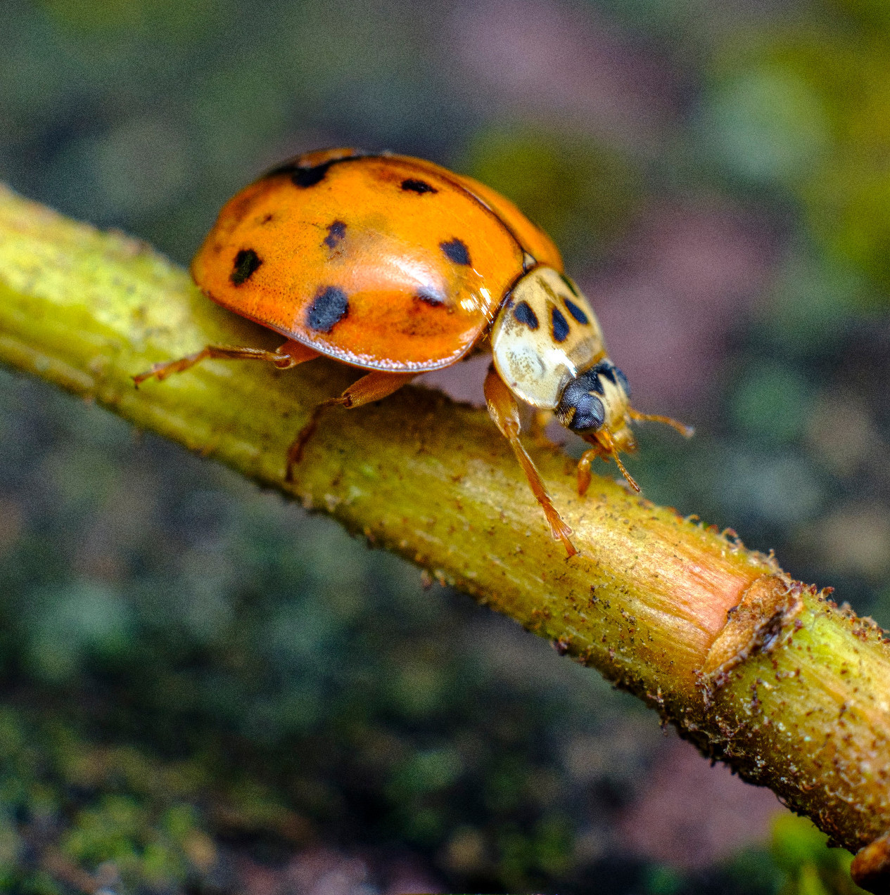 Halálra éhezteti az őshonos katicabogarat