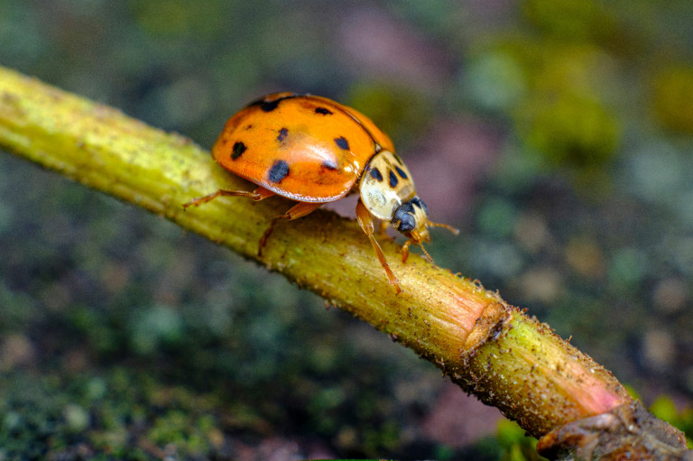 Halálra éhezteti az őshonos katicabogarat 