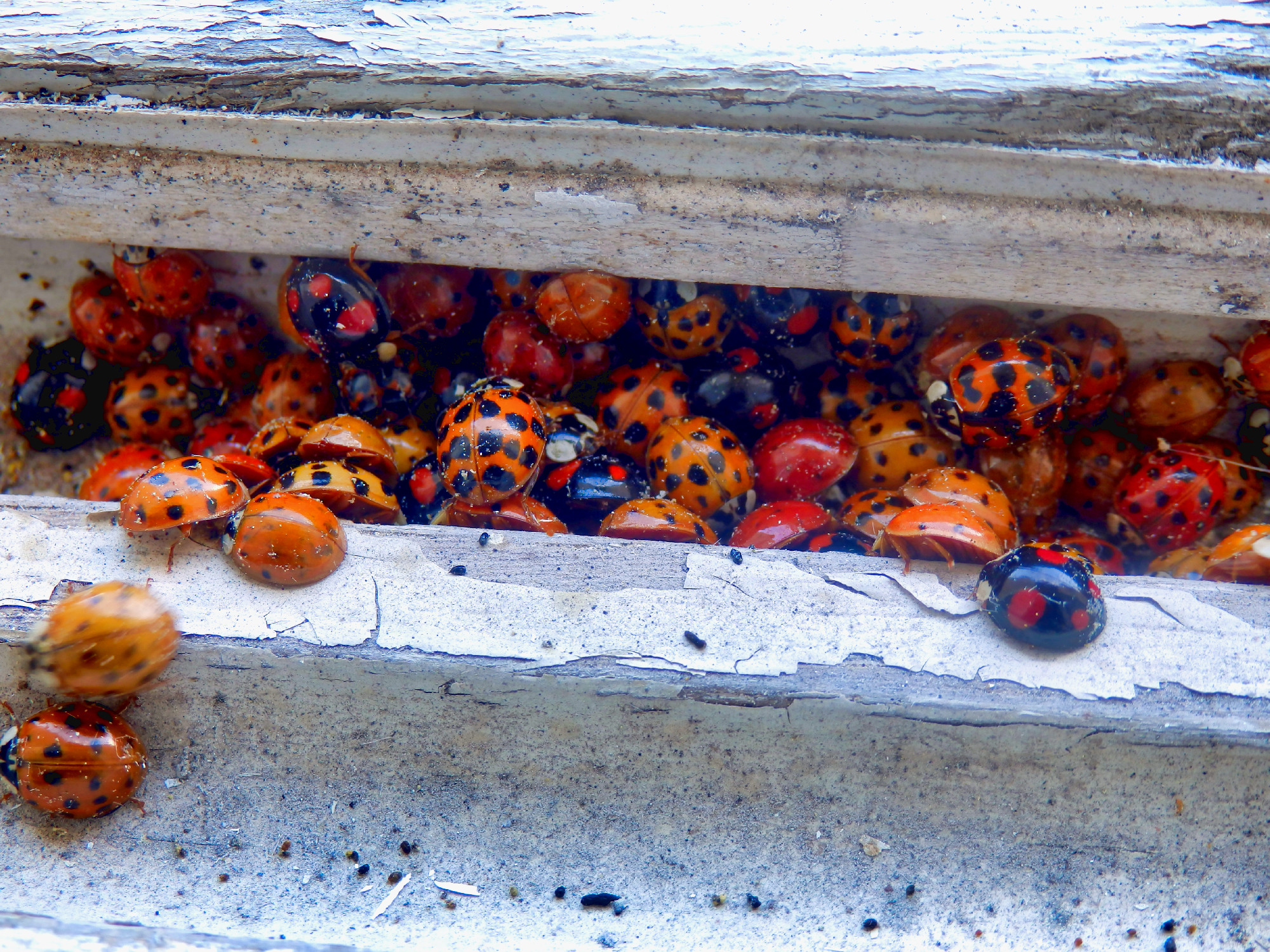 Harlequin Ladybirds
