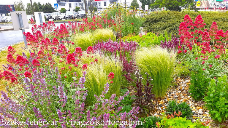 Négy évszakos látvány évelőkkel, fenntartható rózsatársítás, gazdag ökoszisztéma