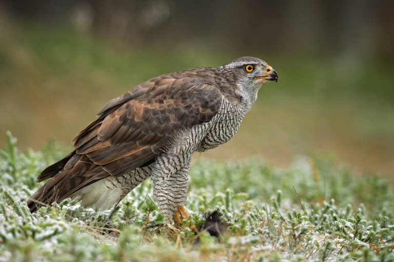 Magyarország madarai: a héja 